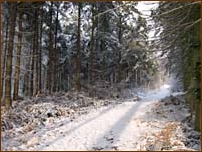 woodland, Weald, Kent, snow