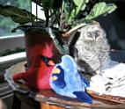 owl, tawny owl, strix aluco, juvenile, owly
