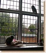 tawny owl, strix aluco, sita, sophie